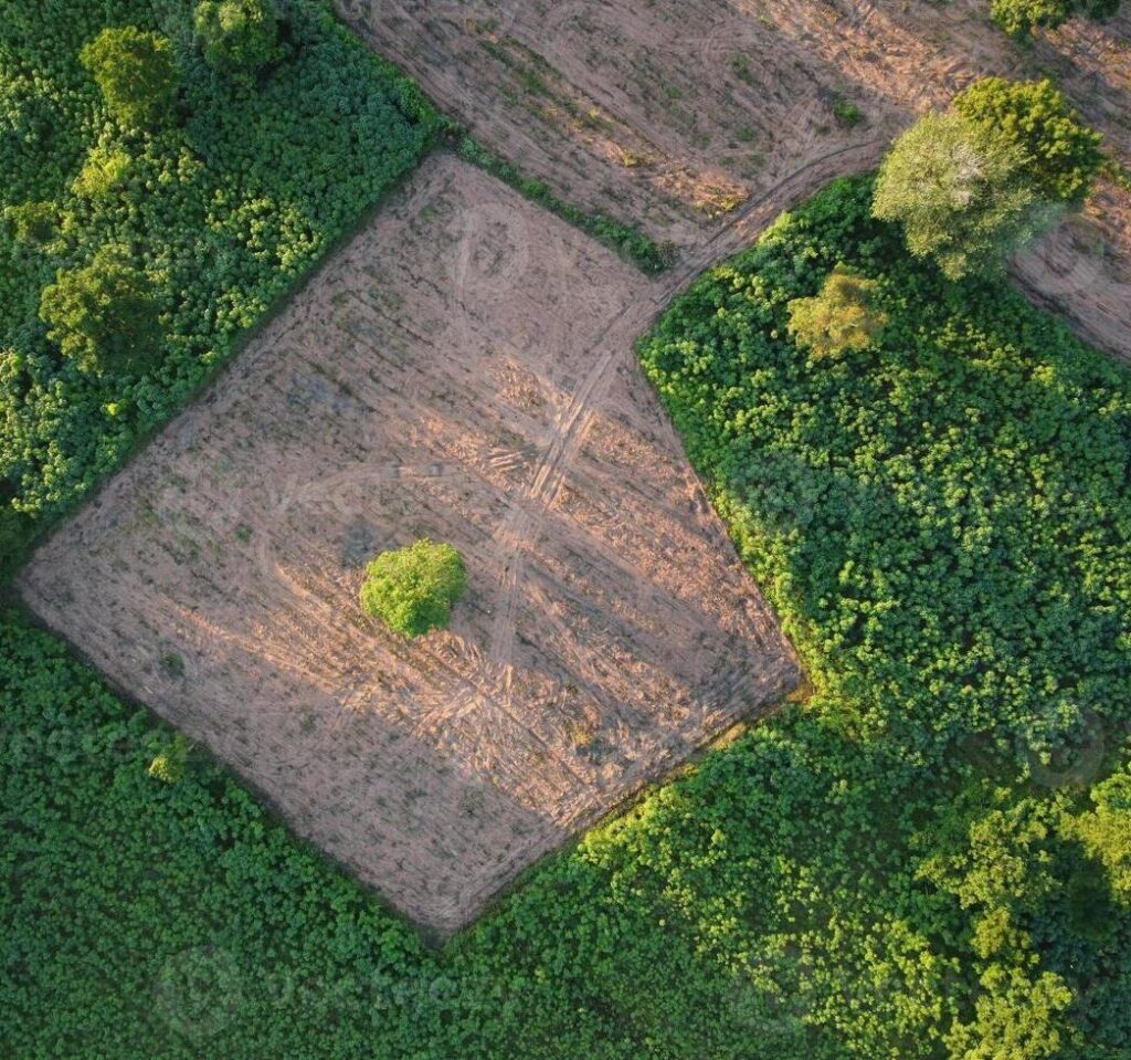 aerialgraph-of-green-agricultural-plots-with-vacant-land-waiting-to-be-planted-photo (1)